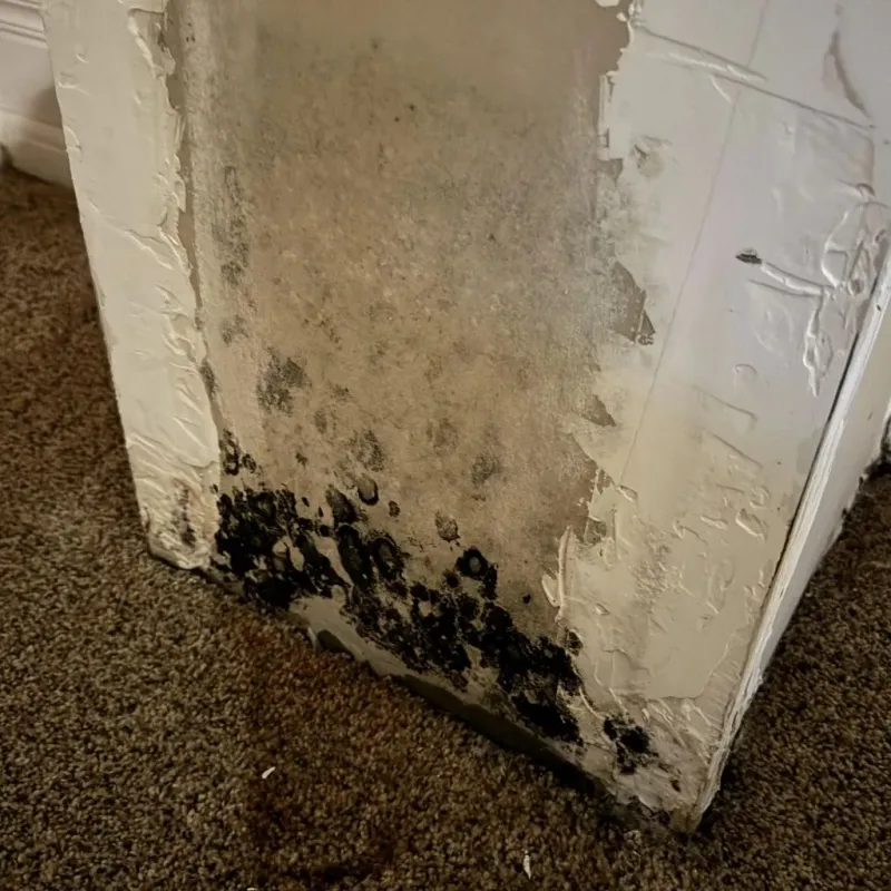 Professional Mold Removal in Saunders County, NE